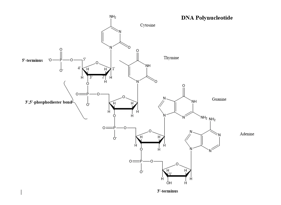 Polynucleotide chemistry