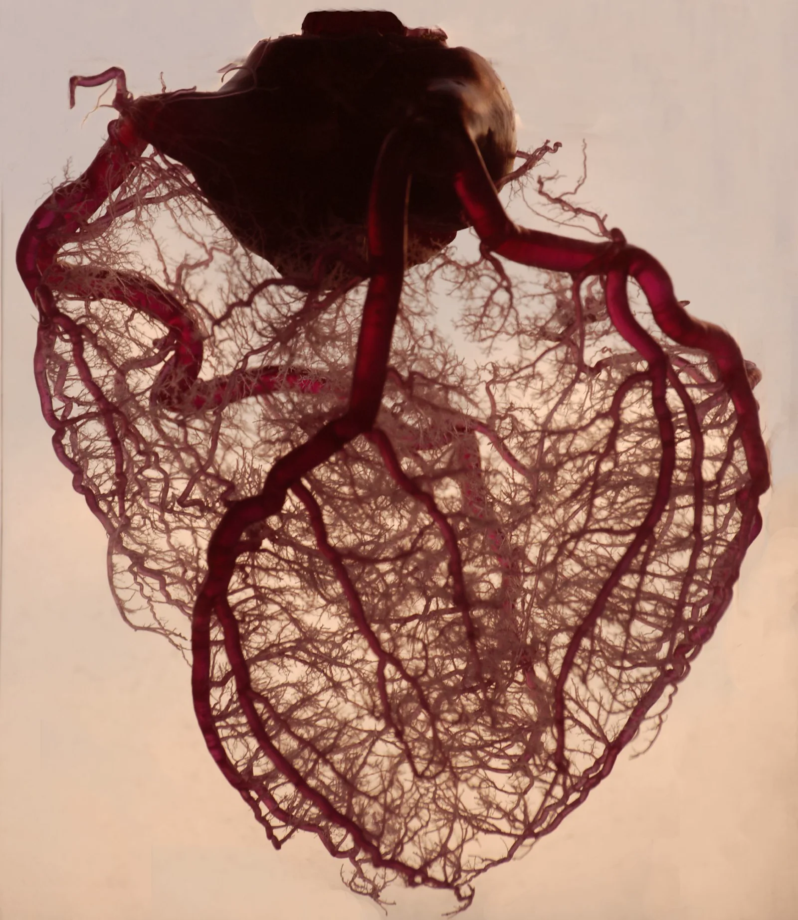 GapCHECK® Cardiometabolic & Longevity